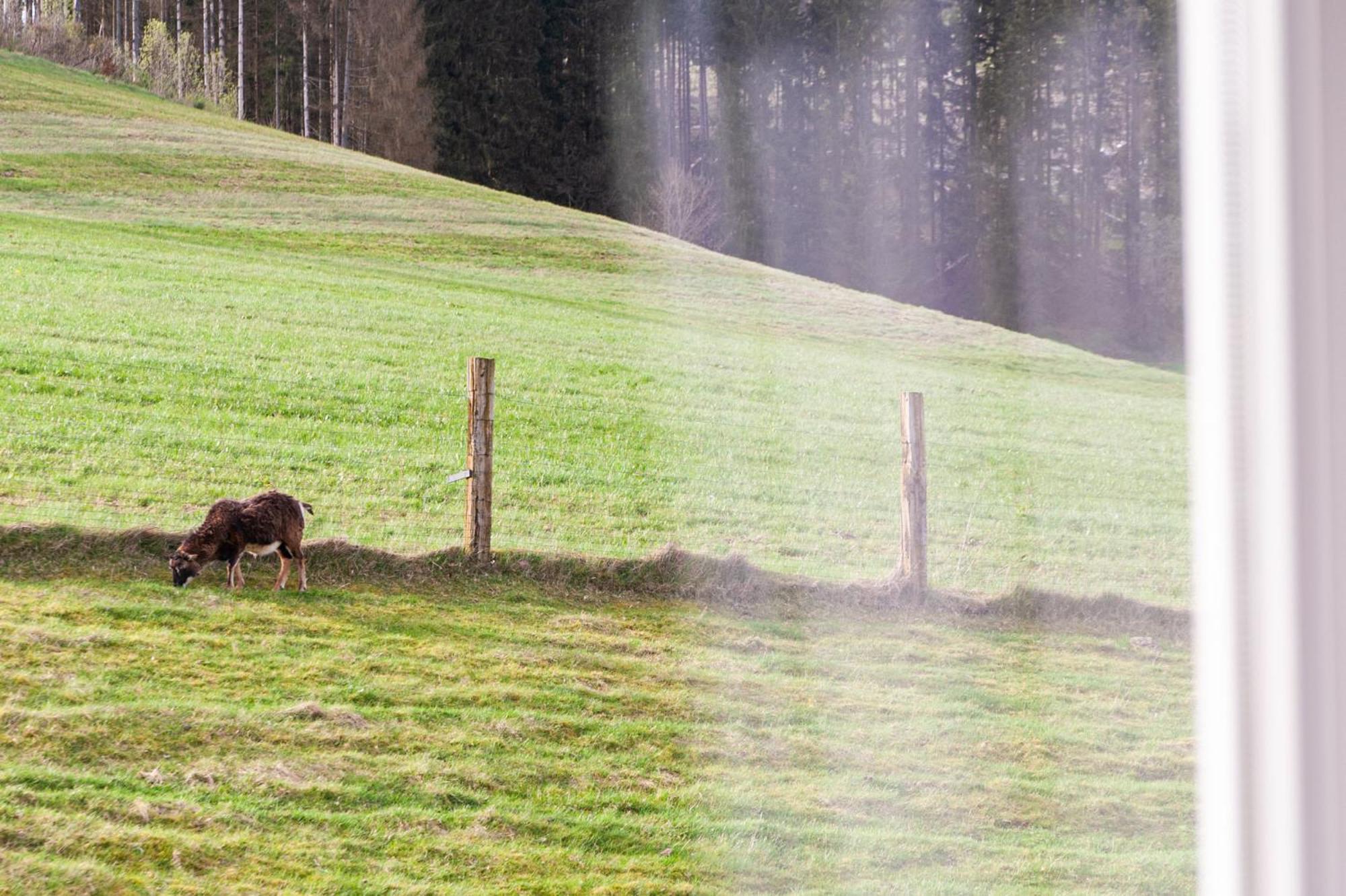 Forellenhof Wald- Und Wiesenquartier Bad Berleburg Exterior photo